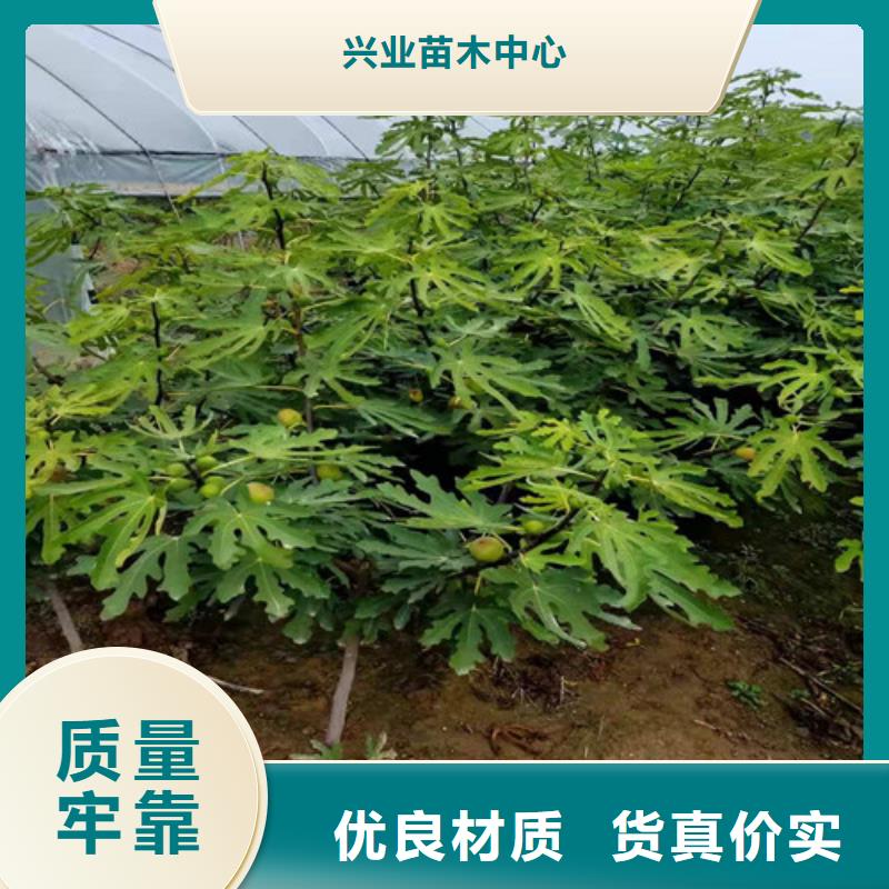 無花果桃樹苗懂您所需