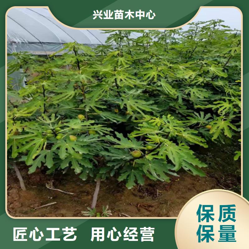 无花果蟠桃苗工程施工案例