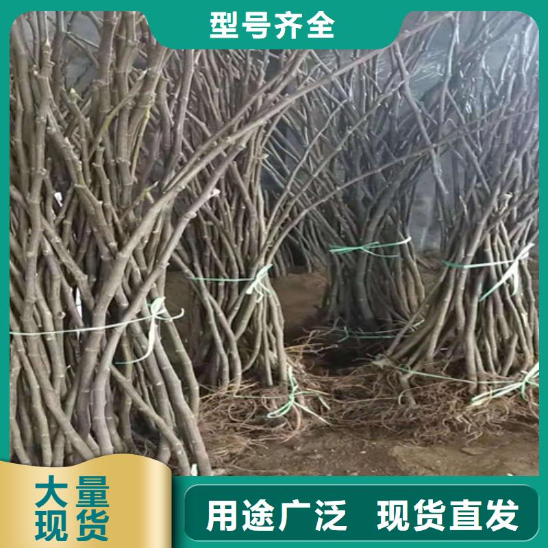 无花果油蟠7-7详细参数