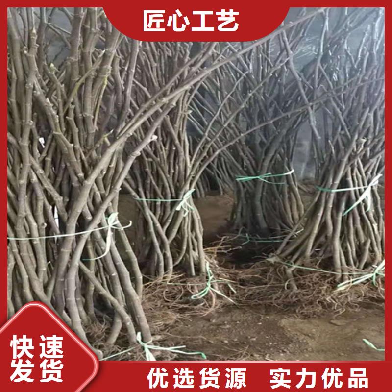 【无花果】无花果苗源头厂家来图定制