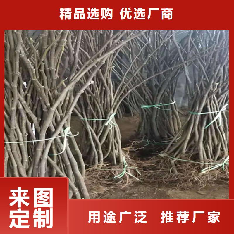 紫果无花果苗