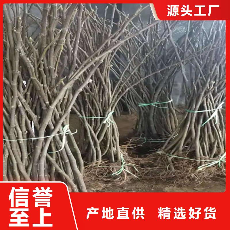 美利亞無花果樹苗