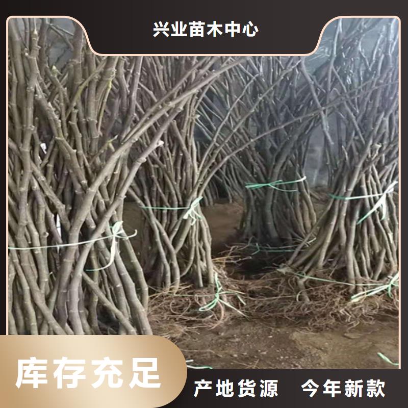 无花果西瓜苗细节决定成败