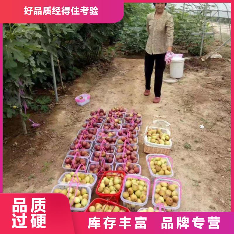 布蘭瑞克無花果樹苗