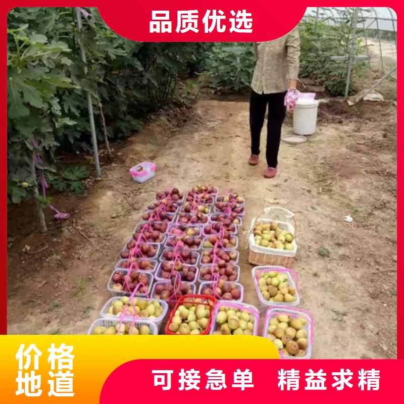 美利亞無花果苗
