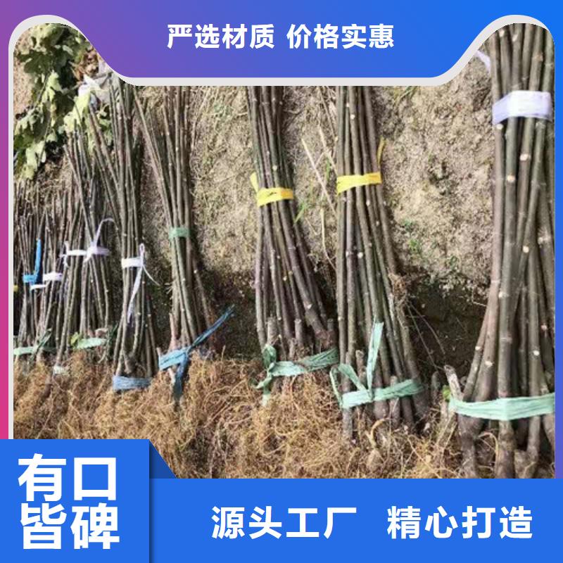 無花果冬棗苗品質值得信賴
