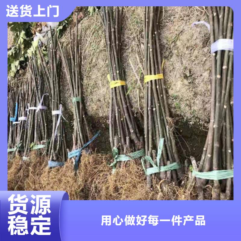 日本紫果無花果樹苗