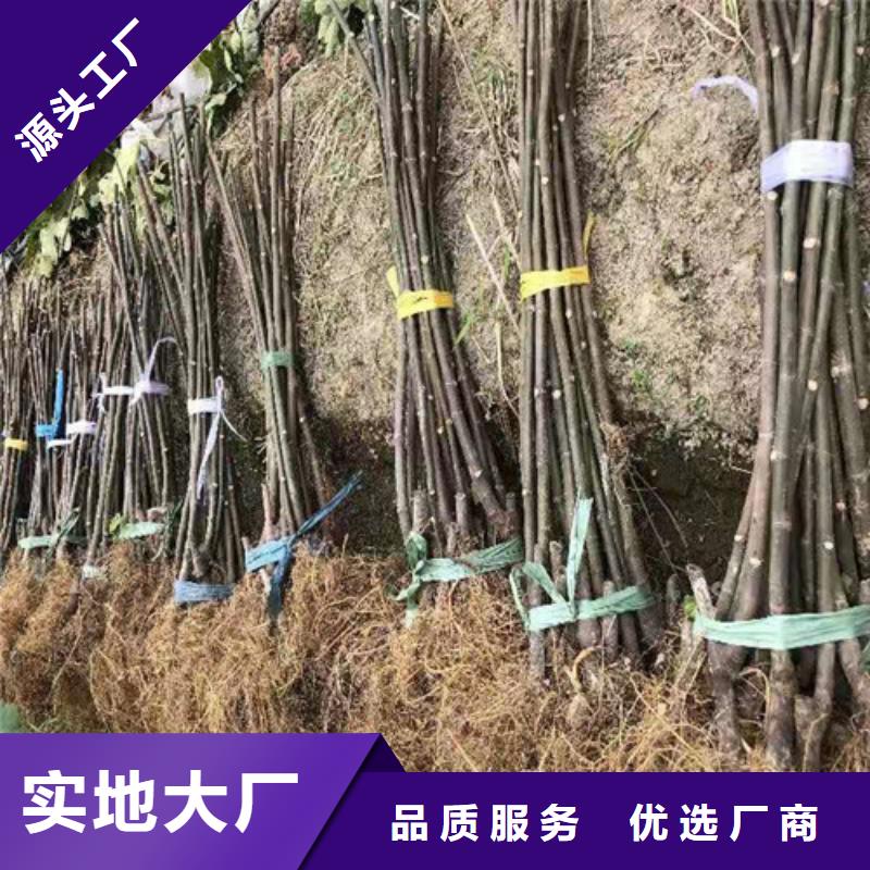【無花果大雪棗苗實力商家供貨穩(wěn)定】