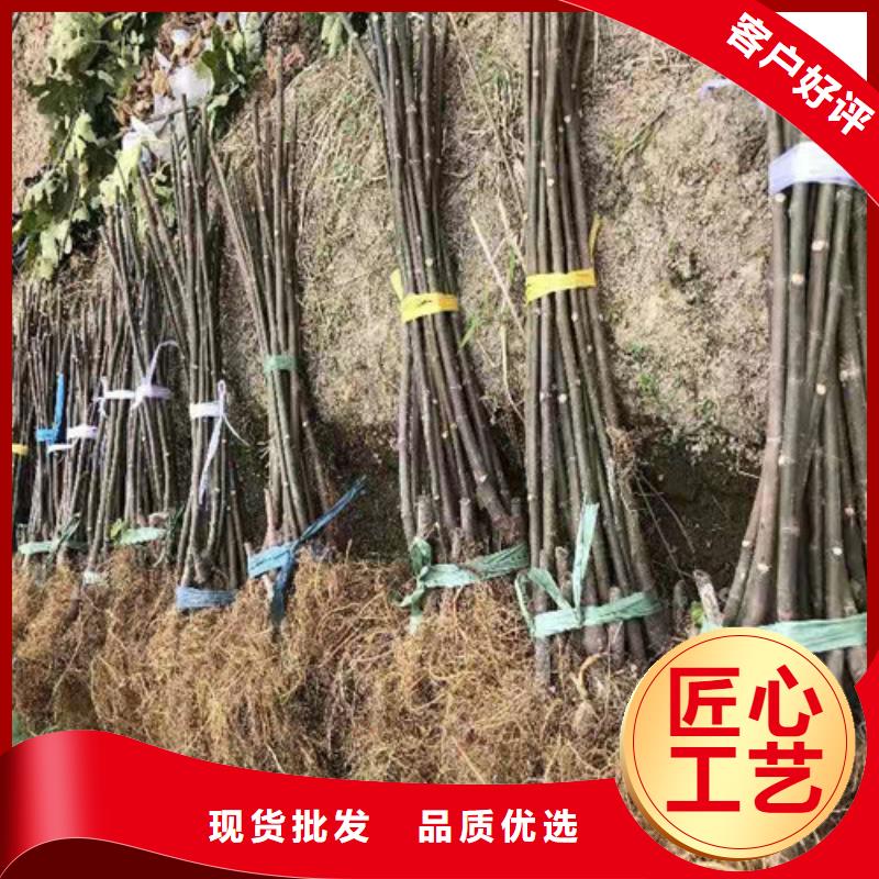 早黃無花果苗