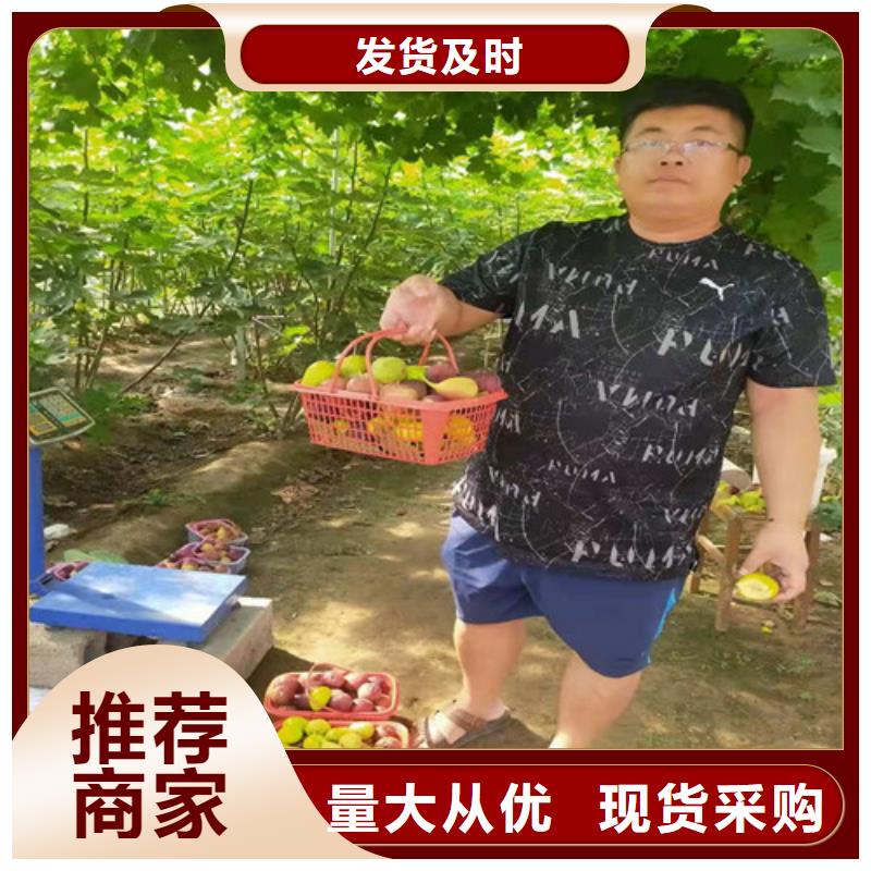金傲芬無花果苗