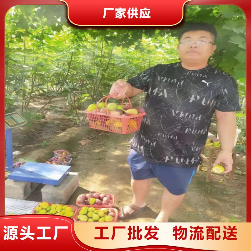 芭勞奈無花果樹苗