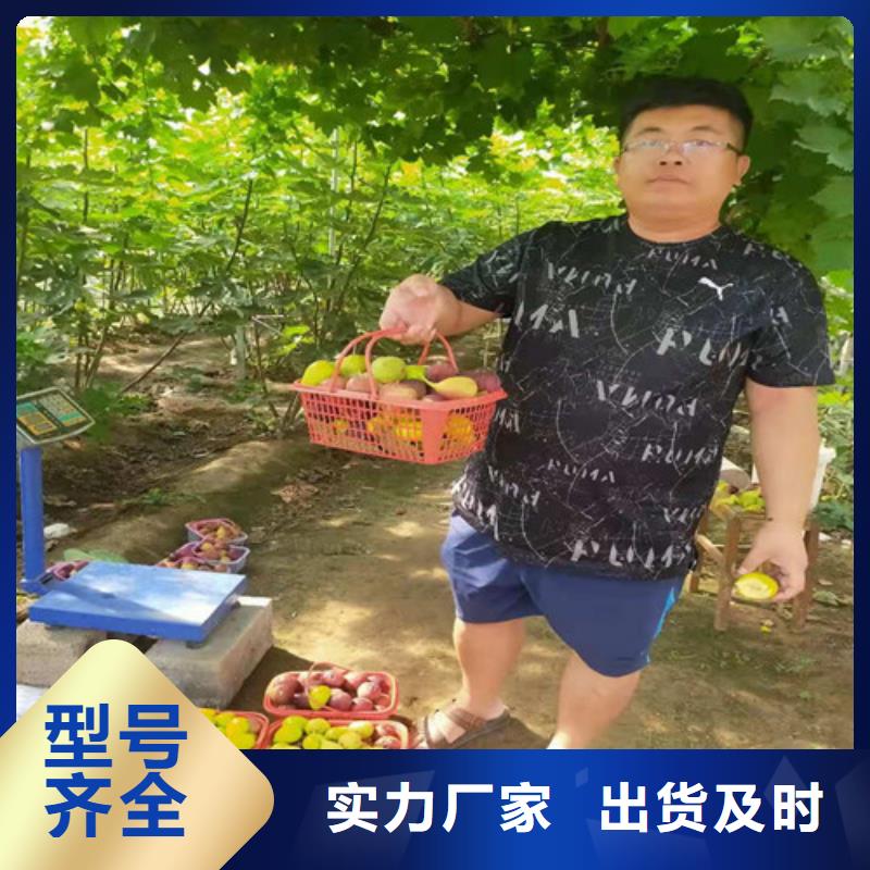 青皮無花果苗