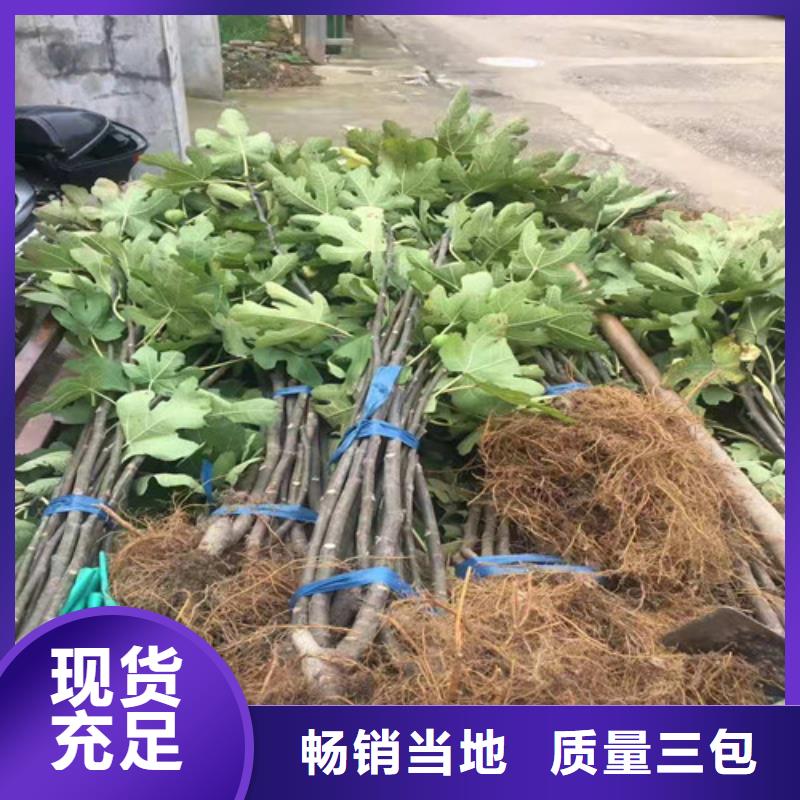 斯特拉无花果树