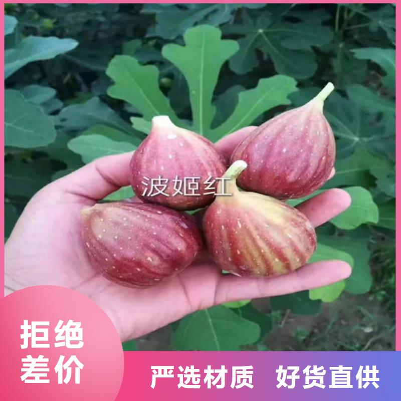 【無花果_板栗苗多年行業(yè)經(jīng)驗】