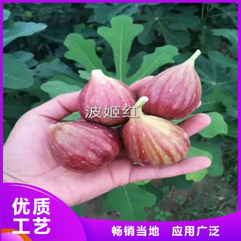 日本紫果無花果樹苗