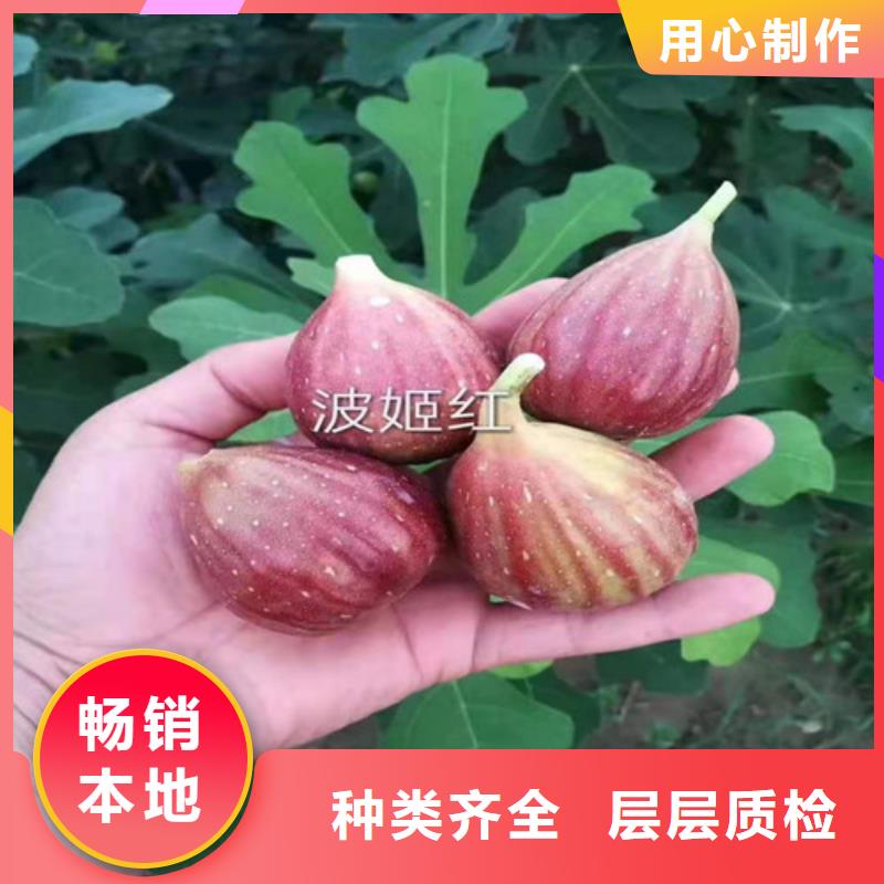 斯特拉無花果枝條