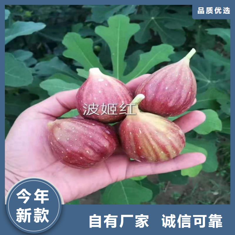 美利亞無花果苗