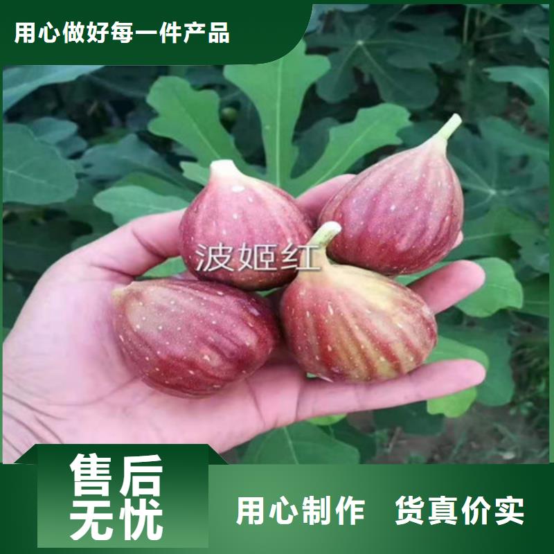 金傲芬無花果樹苗