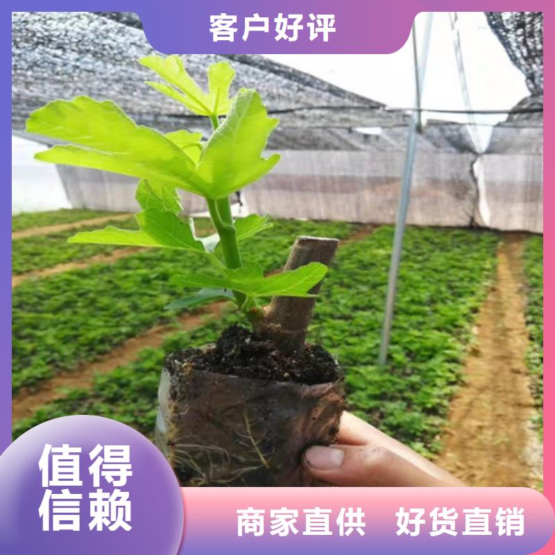 无花果车厘子苗值得信赖