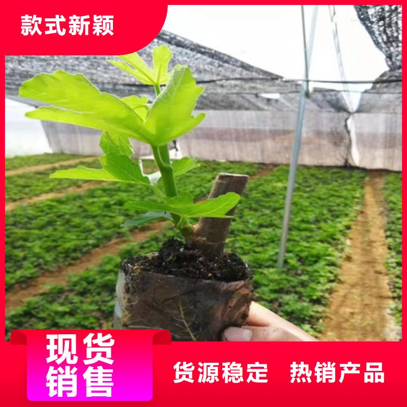 波姬紅無花果苗價(jià)格