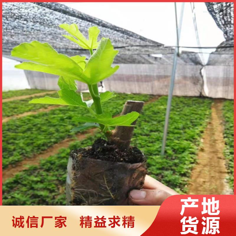 布蘭瑞克無花果樹苗