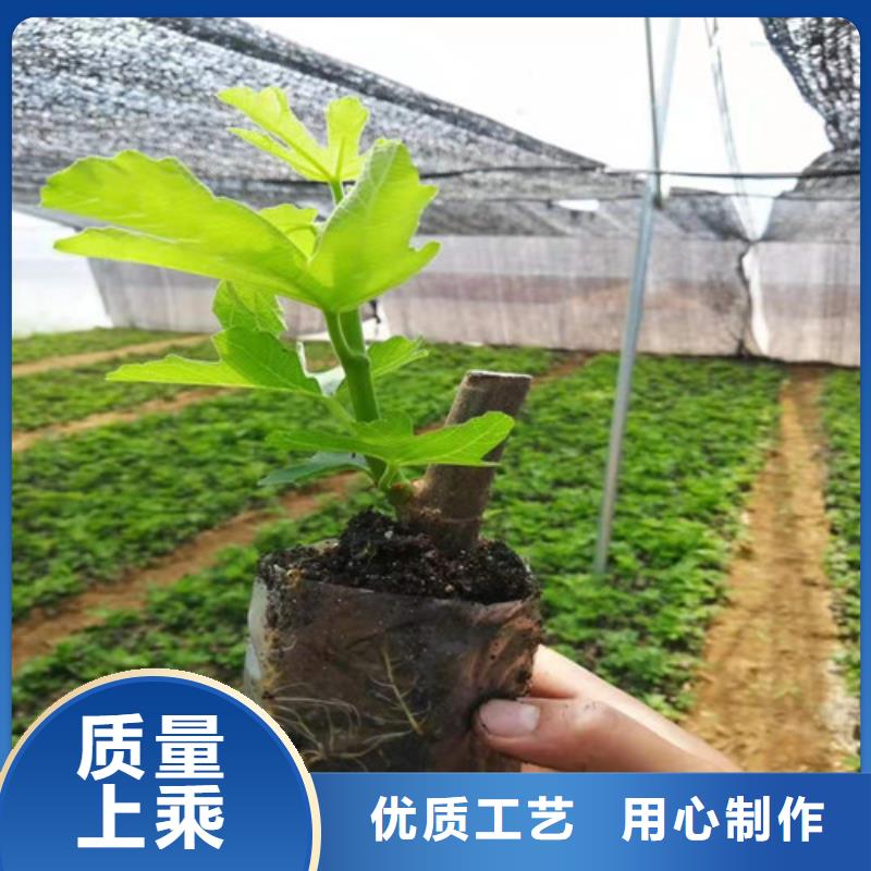 無花果_板栗苗市場報價