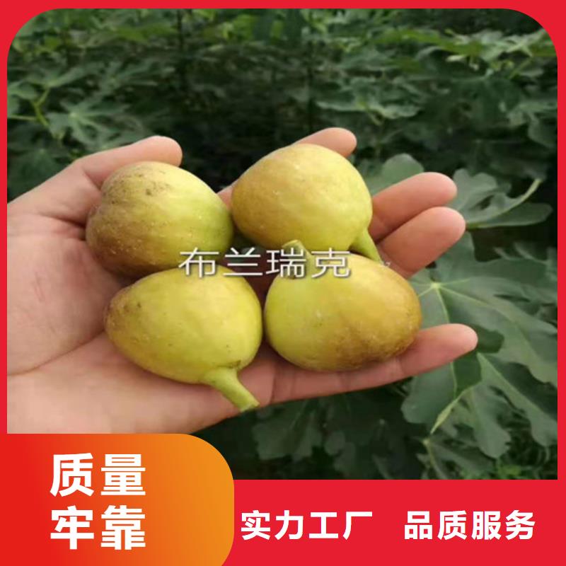 波姬紅無花果苗價(jià)格