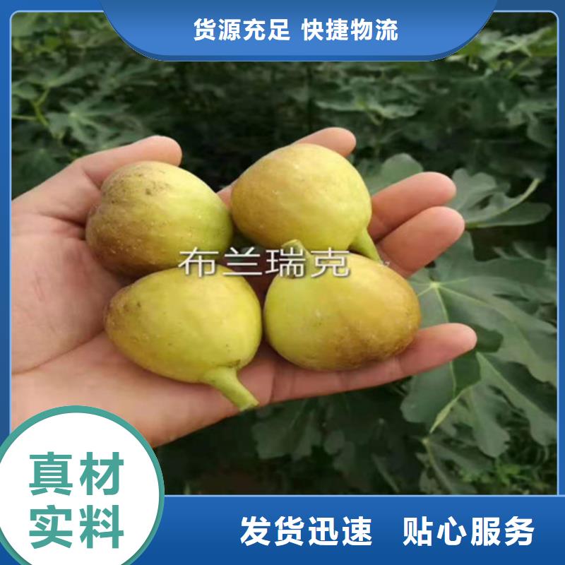 金傲芬無花果樹苗