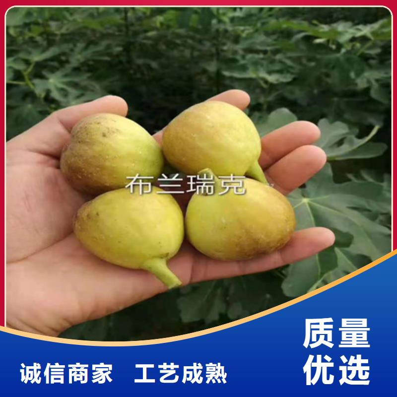 布蘭瑞克無花果苗批發