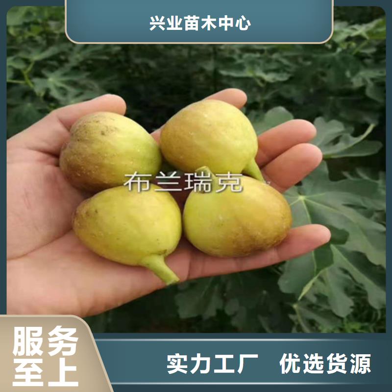 斯特拉無花果枝條