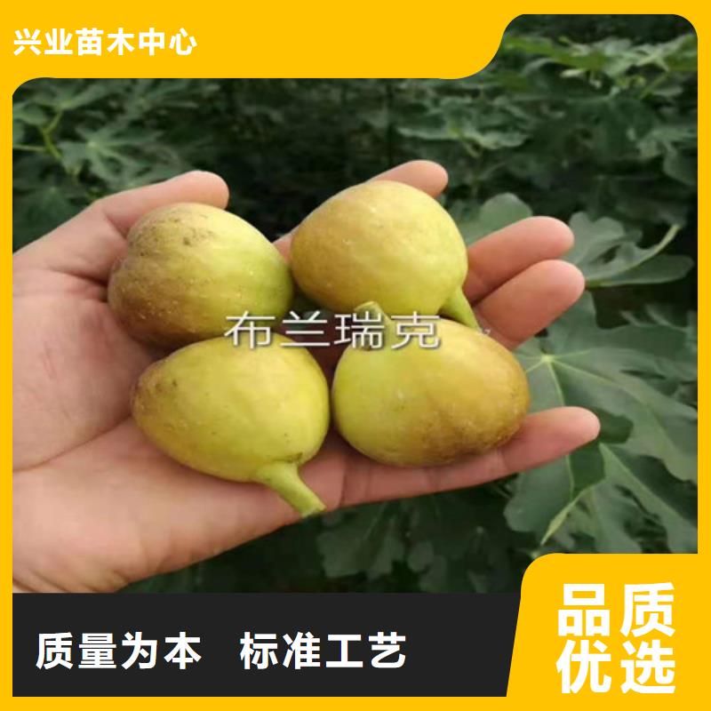 無花果藍莓苗快速報價