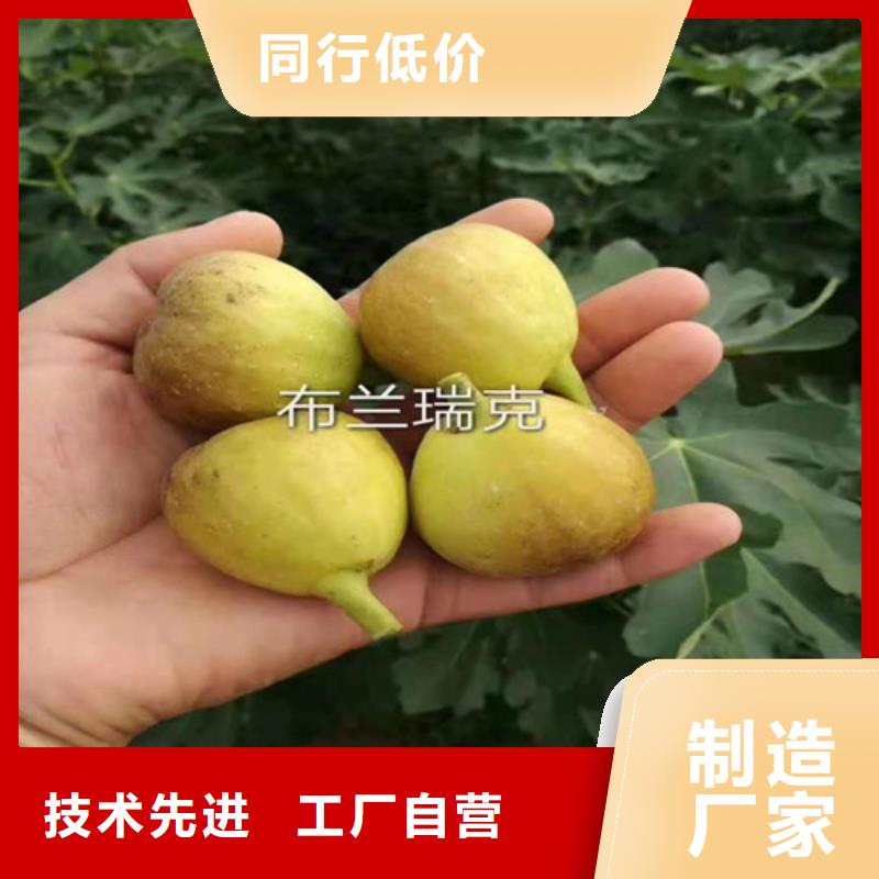 无花果西瓜苗真材实料诚信经营