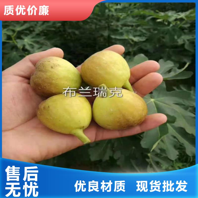 波姬紅無花果苗價(jià)格