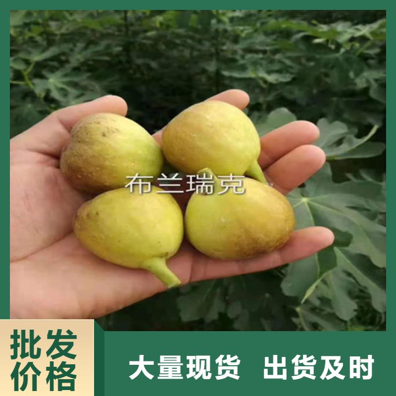 无花果车厘子苗值得信赖