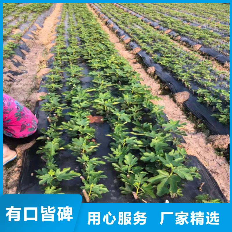 無花果櫻桃樹苗價格地道