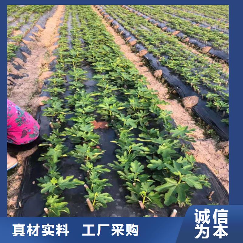 无花果蟠桃苗工程施工案例