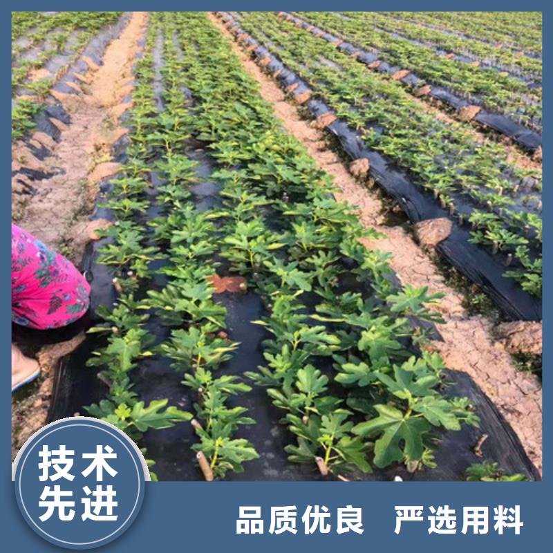 定安縣斯特拉無(wú)花果苗