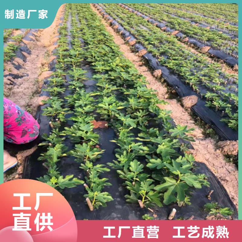 無花果藍莓苗快速報價