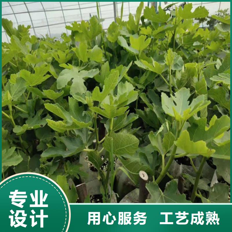 苹果苗视频-张家口市苹果苗-(同城)可服务区域沽源|张北|沧州|保定|廊坊|衡水|石家庄|唐山