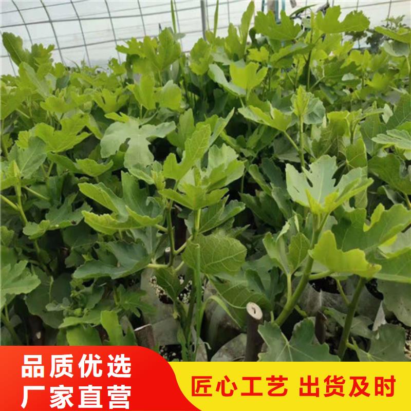 無花果櫻桃苗廠家銷售