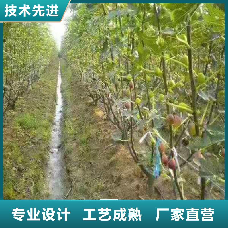 波姬紅無花果樹苗種植方法