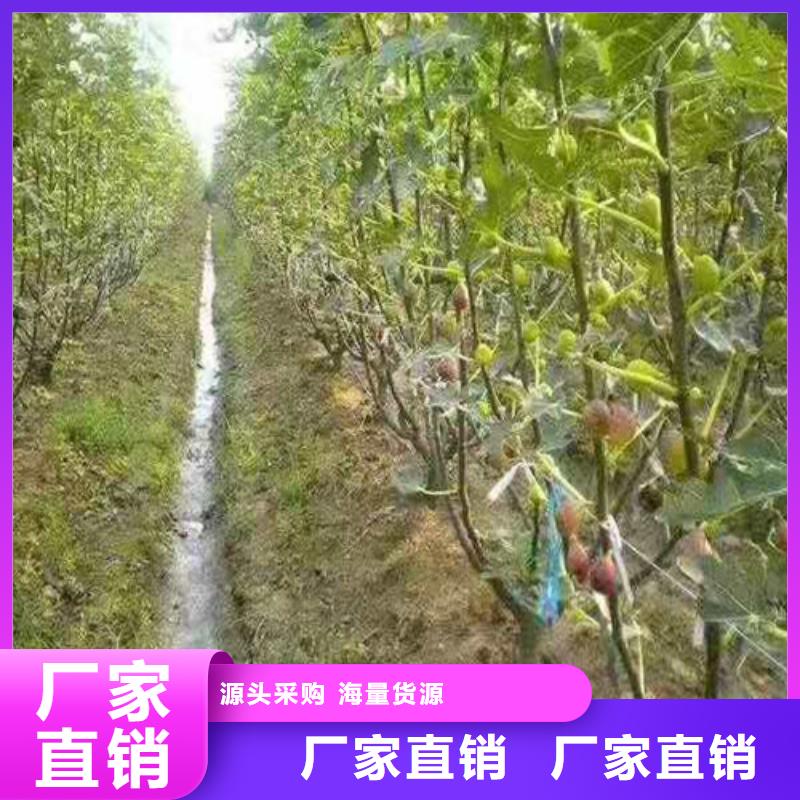 美利亞無花果苗