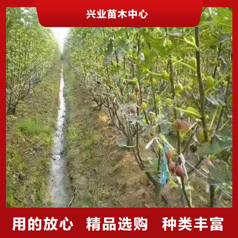 布蘭瑞克無花果樹苗