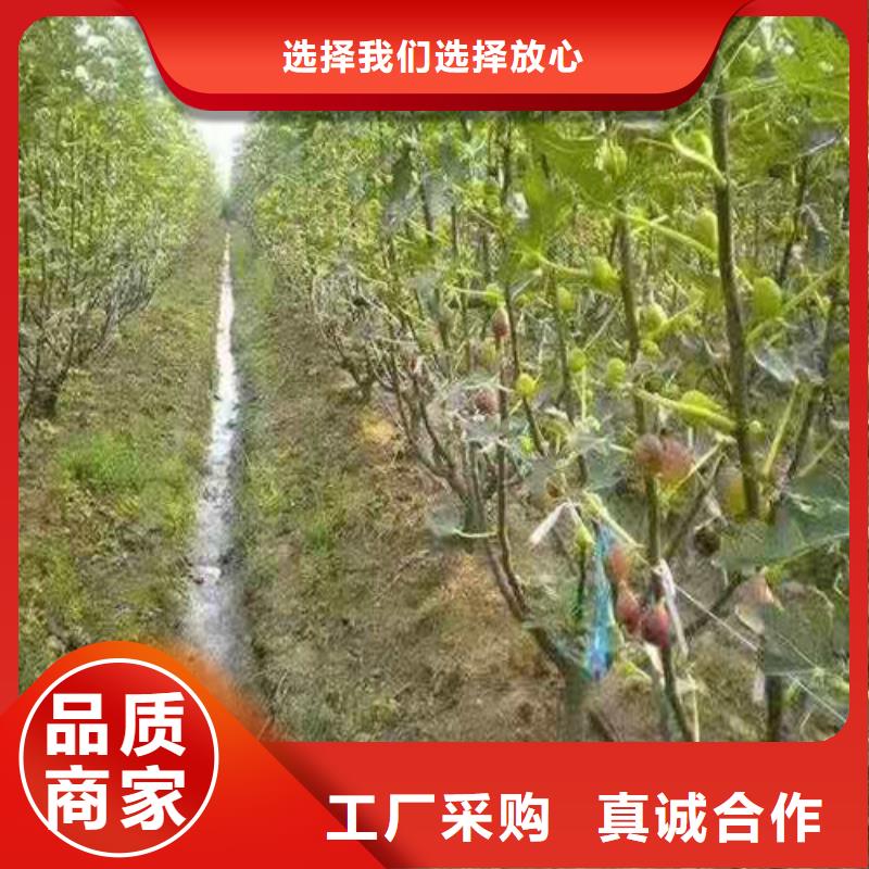 斯特拉无花果树