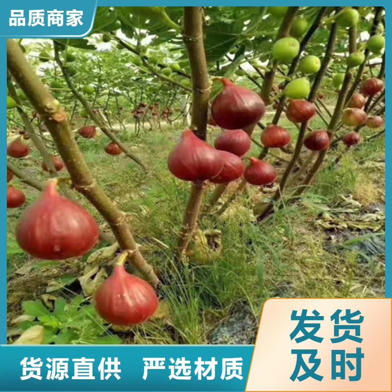 无花果_花椒苗客户好评