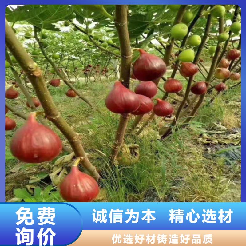 日本紫果無花果樹苗