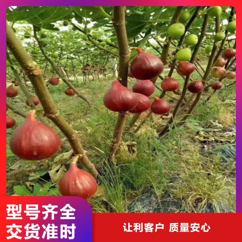 无花果蟠桃苗工程施工案例