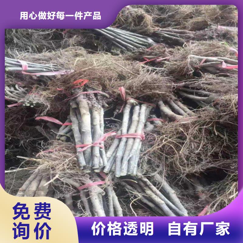波姬紅無花果苗出售