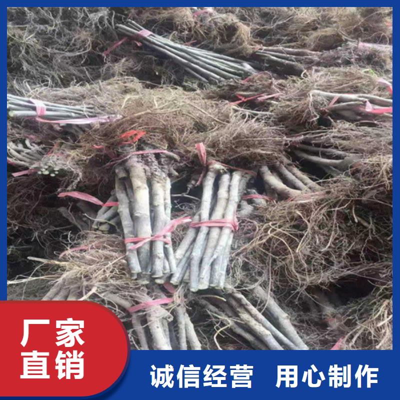 青皮無花果樹苗