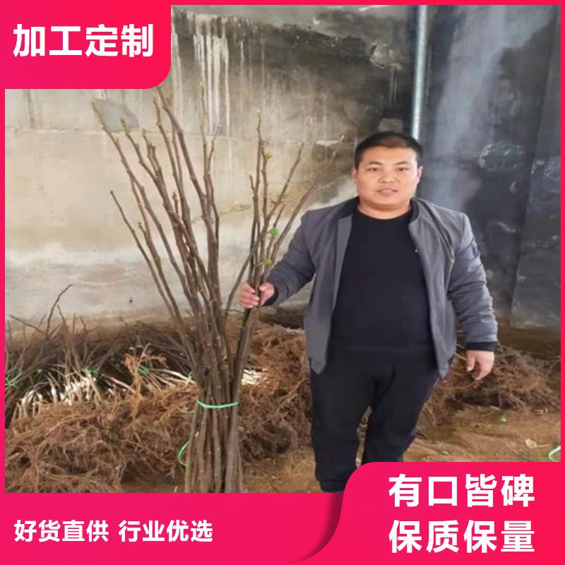 玛斯义陶芬无花果树苗